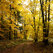 Herbstspaziergang im Odenwald bei Bremhof