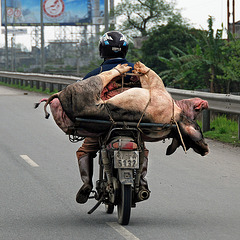 dual pig transporter