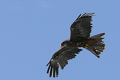 Rapace Beauval