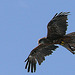 Rapace Beauval