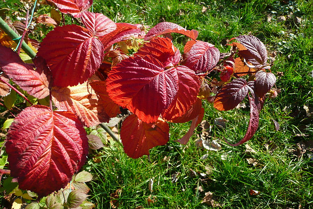 25.11.2009 Herbst im Garten