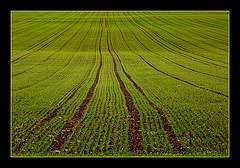 green fields in october......