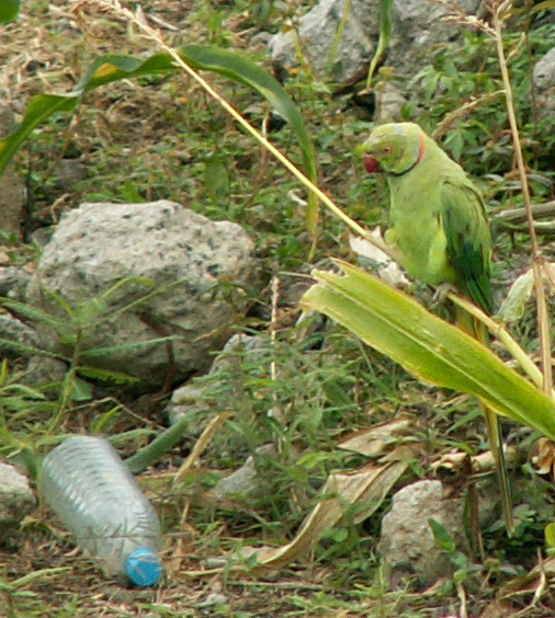 Mauritianischer Papagei