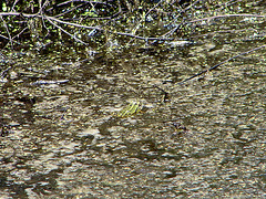 20090625 04116DSCw [D~MI] Wasserfrosch (Rana esculenta), Großes Torfmoor, Hille