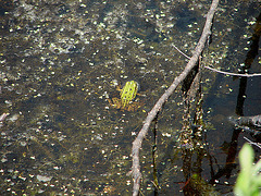 20090625 04114DSCw [D~MI] Wasserfrosch (Rana esculenta), Großes Torfmoor, Hille