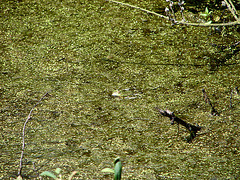 20090625 04109DSCw [D~MI}Wasserfrosch (Rana esculenta), Großes Torfmoor, Hille