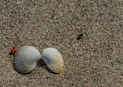 Shells ..