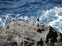 20050920 186DSCw [R~I] Mittelmeermöwe (Larus michahellis), Kormoran (Phalacrocorax carbo), Cinque Terre [Ligurien]