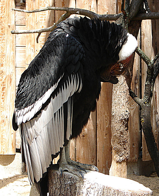 20090527 0121DSCw [D-LIP] Andenkondor (Vultur gryphus)