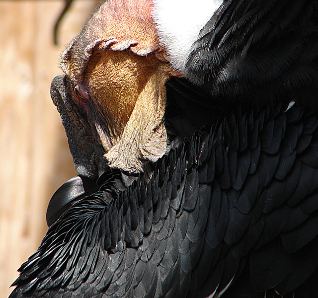 20090527 0122DSCw [D-LIP] Andenkondor (Vultur gryphus)