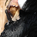 20090527 0122DSCw [D-LIP] Andenkondor (Vultur gryphus)