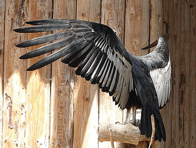 20090527 0123DSCw [D-LIP] Andenkondor (Vultur gryphus)