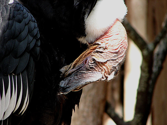 20090527 0124DSCw [D-LIP] Andenkondor (Vultur gryphus)