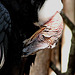 20090527 0124DSCw [D-LIP] Andenkondor (Vultur gryphus)