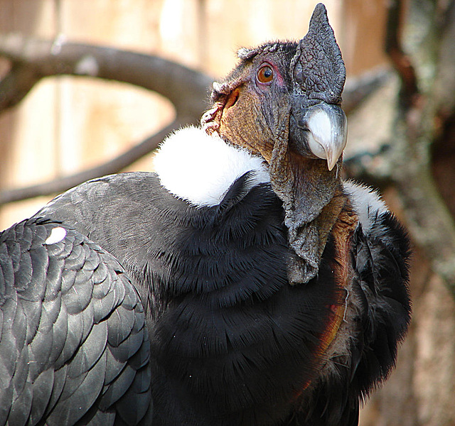 20090527 0126DSCw [D-LIP] Andenkondor (Vultur gryphus)