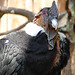 20090527 0126DSCw [D-LIP] Andenkondor (Vultur gryphus)
