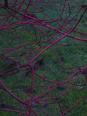 Neujahrstag 2010 - roter Hartriegel, grüne Wiese