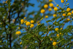 MONACO: Du mimosa 4 saisons.