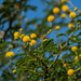 MONACO: Du mimosa 4 saisons.