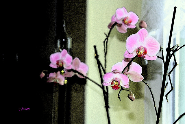aquarelle orchidée