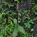20090816-0783 Peristylus plantagineus (Lindl.) Lindl.