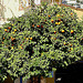 20060129 017DSCw [TR] Apfelsinenbaum, Alanya