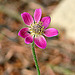 20090525 0067DSCw [D~LIP] Blütenpflanze, Spinne, Bad Salzuflen