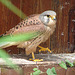 20090527 0148DSCw [D-LIP] Turmfalke (Falco tinnunculus)