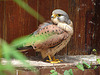 20090527 0149DSCw [D-LIP] Turmfalke (Falco tinnunculus)
