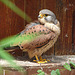 20090527 0149DSCw [D-LIP] Turmfalke (Falco tinnunculus)