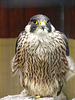 20090527 0150DSCw [D-LIP] Wanderfalke (Falco peregrinus)