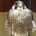 20090527 0150DSCw [D-LIP] Wanderfalke (Falco peregrinus)