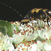 20090529 0246DSCw [D~LIP] Gefleckter Schmalbock (Strangalia maculata), Bad Salzufeln