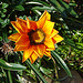 20060201 077DSCw [TR] Asteraceae (Gazania Hybride), Bogazkent