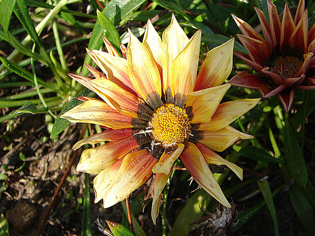 20060201 079DSCw [TR] Asteraceae (Gazania Hybride), Bogazkent