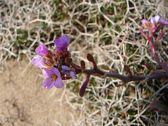 20060201 091DSCw [TR] Blütenpflanze