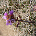 20060201 091DSCw [TR] Blütenpflanze
