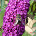 20050813 0022DSCw [D~LIP] Mistbiene (Eristalis tenax), Schmetterlingsstrauch (Buddleja davidii 'Royal Red'), Bad Salzuflen