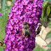 20050813 0024DSCw [D~LIP] Mistbiene (Eristalis tenax), Schmetterlingsstrauch (Buddleja davidii 'Royal Red'), Bad Salzuflen