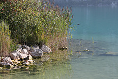 le canard sur le lac