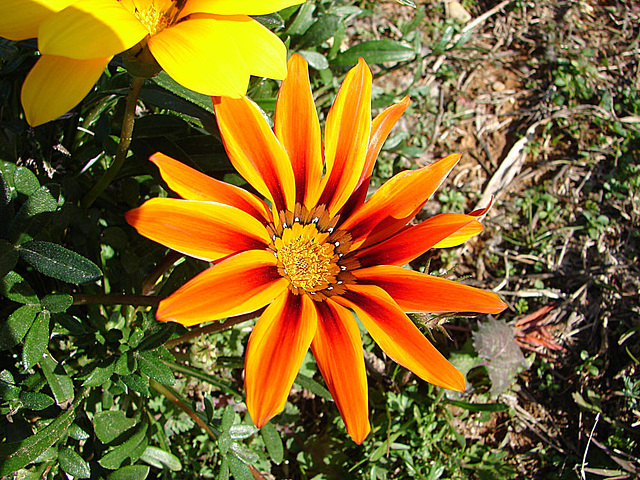 20060203 138DSCw [TR] Asteraceae (Gazania Hybride), Tüngüsü