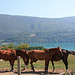 chevaux sur les bords  du lac