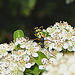 20090530 3061DSCw [D~LIP] Gefleckter Schmalbock (Strangalia maculata), Feuerdorn, Bad Salzufeln