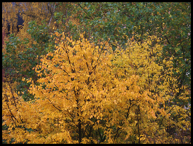 Herbst / autumn / fall / automne / el otoño / autunno / qiūlìng