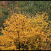 Herbst / autumn / fall / automne / el otoño / autunno / qiūlìng
