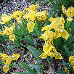 20090415 0012DSCw [D~LIP] Zwergschwertlilie ((Iris Barbata-Nana (Iris pumila)), Bad Salzuflen