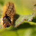 Drinker Moth Caterpillar Sunning