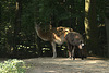 20090919 0735Aw [D-HF] Guanako (Lama guanicoe)