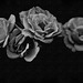 Textured Rose in Black & White