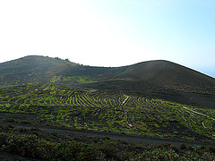 Weinanbau auf dem Vulkan